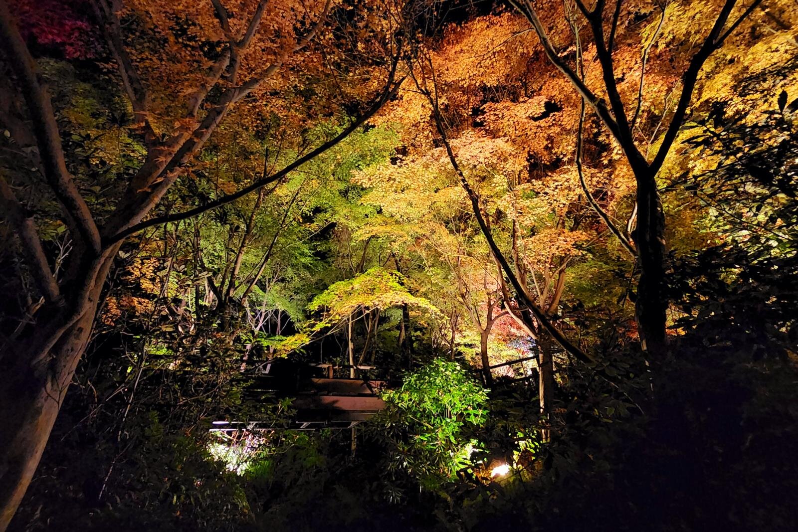 デートスポット｜植物園・大阪府立花の文化園「竹あかりと紅葉のライトアップ」”約200灯の竹灯篭”&和傘で彩る秋夜