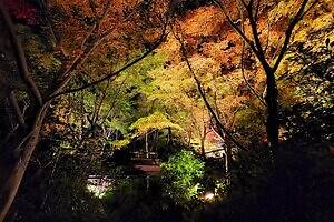 植物園・大阪府立花の文化園「竹あかりと紅葉のライトアップ」”約200灯の竹灯篭”&和傘で彩る秋夜