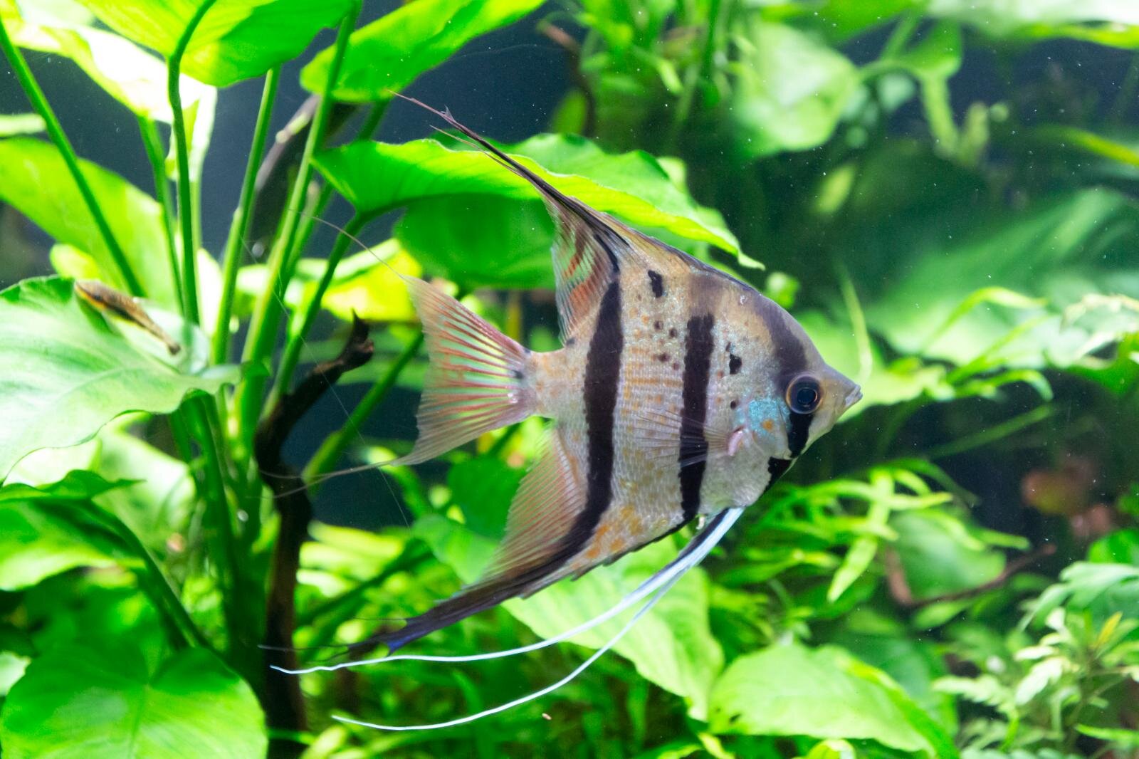 西武園ゆうえんち「ノスタルジック水族館」“昭和レトロ商店街”に魚が泳ぐ特別展｜写真7