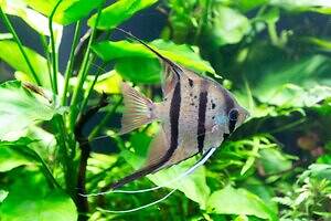 西武園ゆうえんち「ノスタルジック水族館」“昭和レトロ商店街”に魚が泳ぐ特別展|写真7