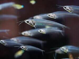 西武園ゆうえんち「ノスタルジック水族館」“昭和レトロ商店街”に魚が泳ぐ特別展|写真6