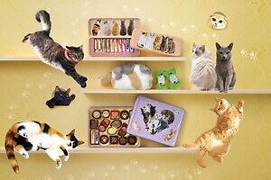 メリーチョコレート(Mary's Chocolate) ねこみゃみれ｜写真9