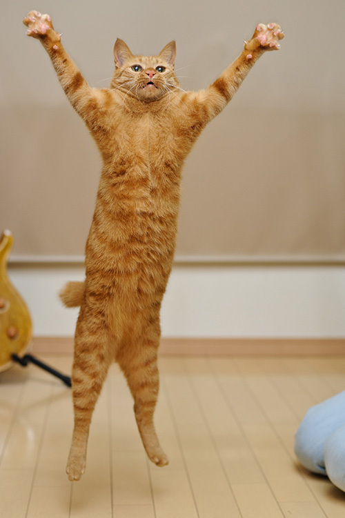 猫だらけの展覧会「人生はニャンとかなる！」- 埼玉・千葉・大阪で開催｜写真12