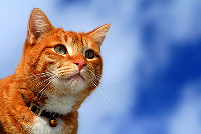 「人生はニャンとかなる！」