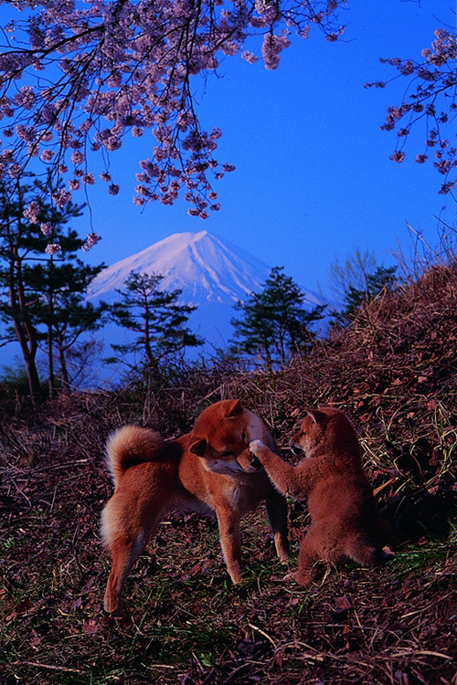 岩合光昭写真展「どうぶつ家族」岡山で開催 - 野生動物の輝きを収めた作品群｜写真1