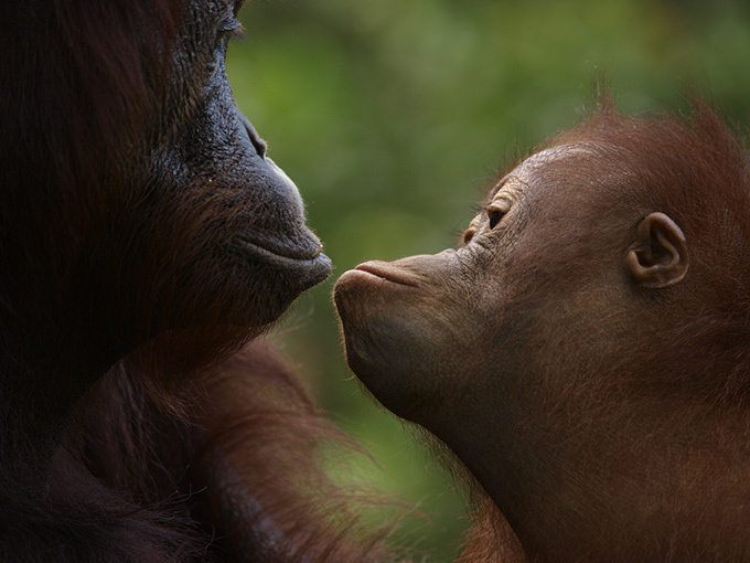 岩合光昭写真展「どうぶつ家族」岡山で開催 - 野生動物の輝きを収めた作品群｜写真7