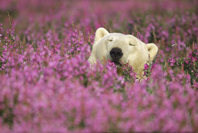 岩合光昭写真展「どうぶつ家族」岡山で開催 - 野生動物の輝きを収めた作品群 | 写真