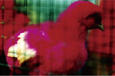 蜷川実花「noir」