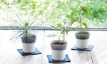 「盆栽カフェ」が東急ハンズ渋谷にオープン - 盆栽ラテアートなどを提供｜写真2