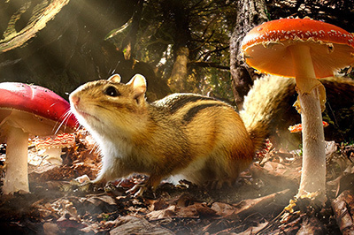 『小さな世界はワンダーランド』