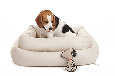 「マンゴ & モード」