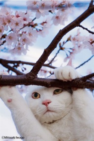 ネコの決定的瞬間をパシャリ！岩合光昭のネコの写真展が東京・大阪 