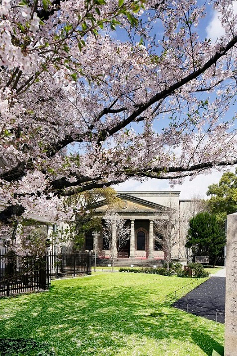 重要文化財で桜を満喫！大阪・旧桜宮公会堂に花見カフェ - なにわ黒牛のサンドウィッチも | 写真
