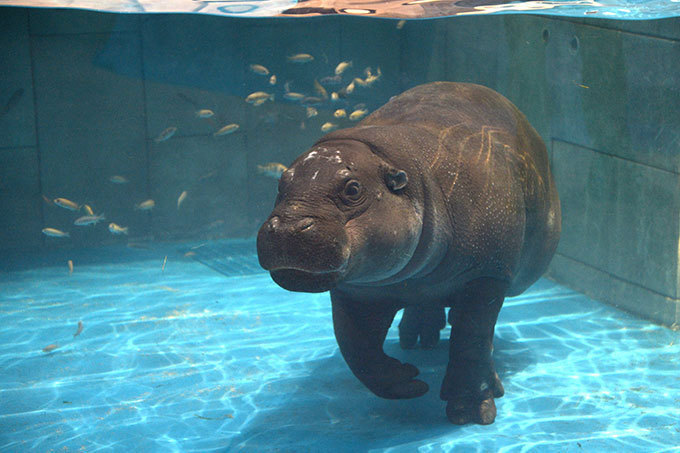 「ニフレル」大阪・EXPOCITYに - 水族館、動物園、美術館を超えた“生きているミュージアム”｜写真9