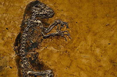 博物館｜「生命大躍進」展 - バージェス頁岩動物群など国内外の貴重な化石 - 大阪、岡山など巡回