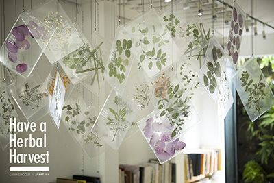 「Have a Herbal Harvest」