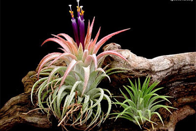 ネペンテス「スピーシーズ ナーセリー」