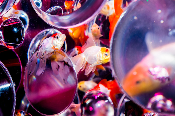 「アートアクアリウム2015」日本橋で開催 - 約5000匹の金魚が泳ぐ水中アート｜写真23