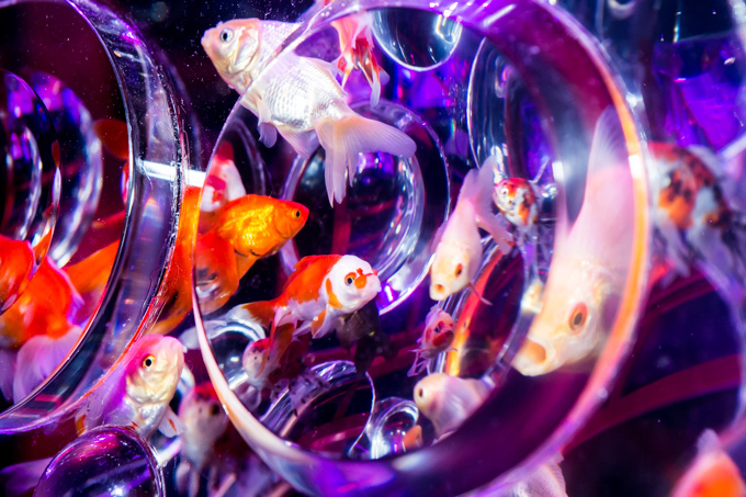 「アートアクアリウム2015」日本橋で開催 - 約5000匹の金魚が泳ぐ水中アート｜写真24