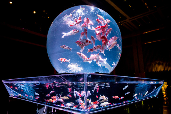 「アートアクアリウム2015」日本橋で開催 - 約5000匹の金魚が泳ぐ水中アート｜写真30