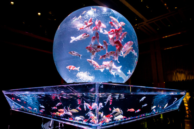 「アートアクアリウム2015」日本橋で開催 - 約5000匹の金魚が泳ぐ水中アート｜写真30