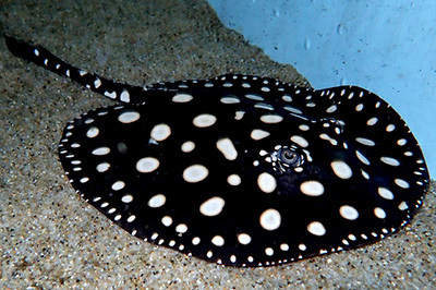 サンシャイン水族館「もうどく展2」