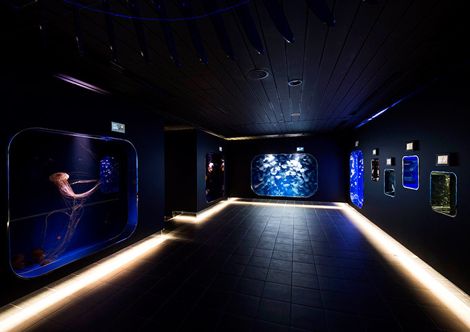 鴨川シーワールドにクラゲの展示施設「クラゲライフ」登場 - 3Dホログラム技術を導入した参加体験型 | 写真