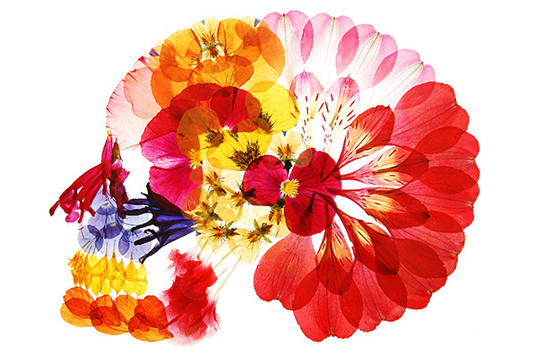 押し花アート写真集『flora』- 多田明日香が美しい花々の世界で彩る鮮やかな骨格 | 写真