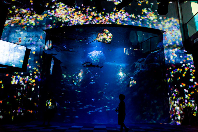「ナイトワンダーアクアリウム2015」新江ノ島水族館で開催！チームラボが贈る大水槽の幻想的な世界｜写真1