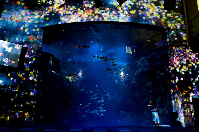 「ナイトワンダーアクアリウム2015」新江ノ島水族館で開催！チームラボが贈る大水槽の幻想的な世界｜写真2