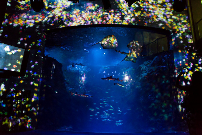 「ナイトワンダーアクアリウム2015」新江ノ島水族館で開催！チームラボが贈る大水槽の幻想的な世界｜写真3