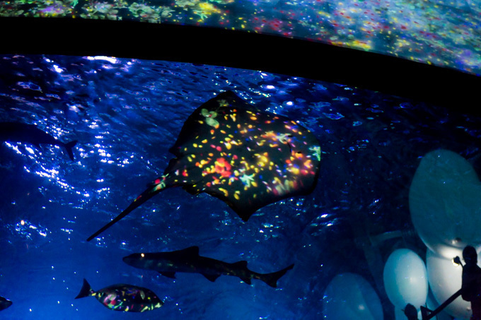「ナイトワンダーアクアリウム2015」新江ノ島水族館で開催！チームラボが贈る大水槽の幻想的な世界｜写真8
