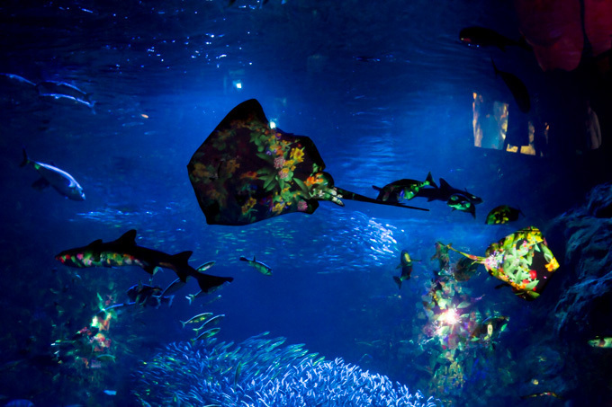 「ナイトワンダーアクアリウム2015」新江ノ島水族館で開催！チームラボが贈る大水槽の幻想的な世界｜写真10