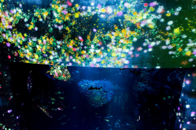 「ナイトワンダーアクアリウム2015」新江ノ島水族館で開催！チームラボが贈る大水槽の幻想的な世界｜写真12
