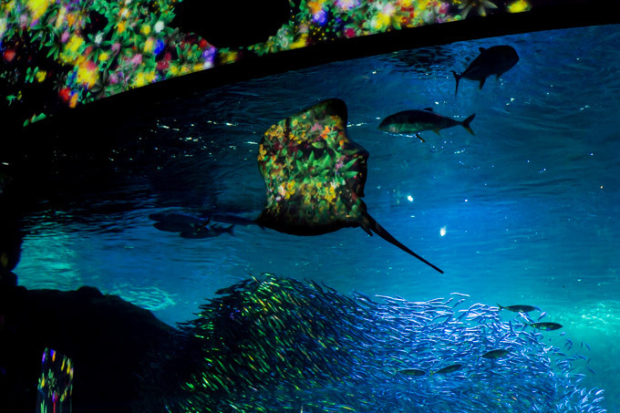 「ナイトワンダーアクアリウム2015」新江ノ島水族館で開催！チームラボが贈る大水槽の幻想的な世界｜写真13