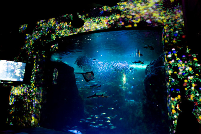 「ナイトワンダーアクアリウム2015」新江ノ島水族館で開催！チームラボが贈る大水槽の幻想的な世界｜写真15