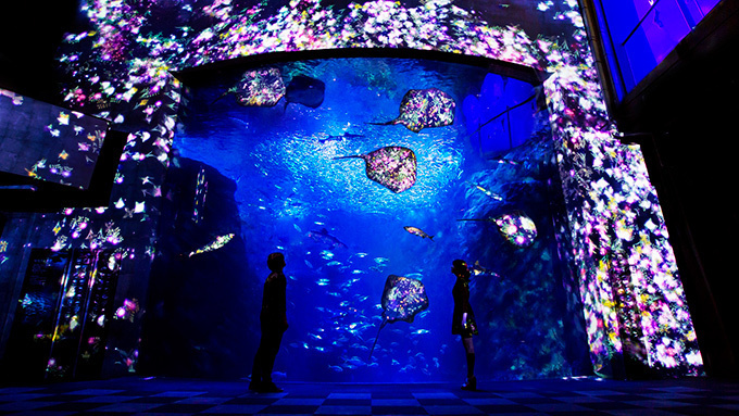 「ナイトワンダーアクアリウム2015」新江ノ島水族館で開催！チームラボが贈る大水槽の幻想的な世界｜写真29