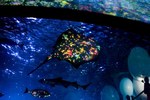 「ナイトワンダーアクアリウム2015」新江ノ島水族館で開催！チームラボが贈る大水槽の幻想的な世界｜写真8
