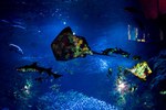「ナイトワンダーアクアリウム2015」新江ノ島水族館で開催！チームラボが贈る大水槽の幻想的な世界｜写真10