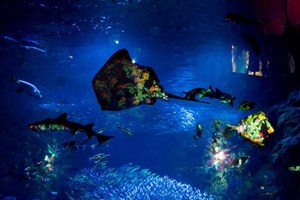 「ナイトワンダーアクアリウム2015」新江ノ島水族館で開催！チームラボが贈る大水槽の幻想的な世界｜写真10