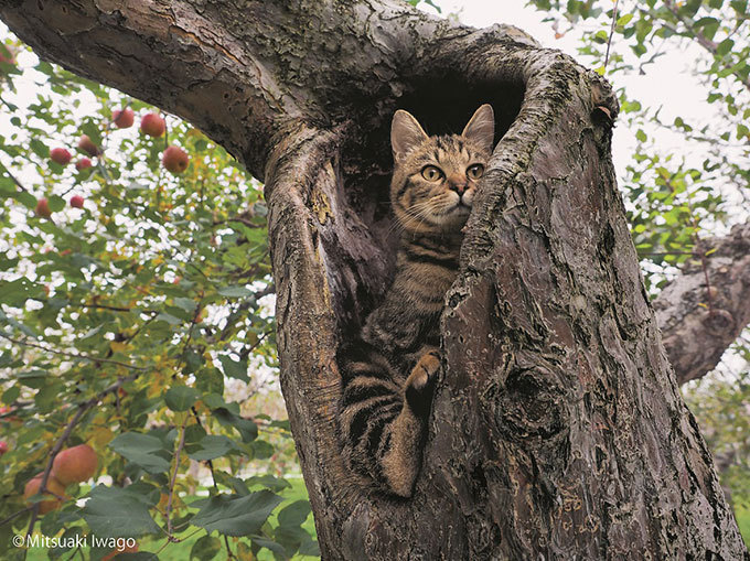 岩合光昭写真展「ふるさとのねこ」渋谷で開催 - 津軽の四季、子ネコたちの物語 | 写真