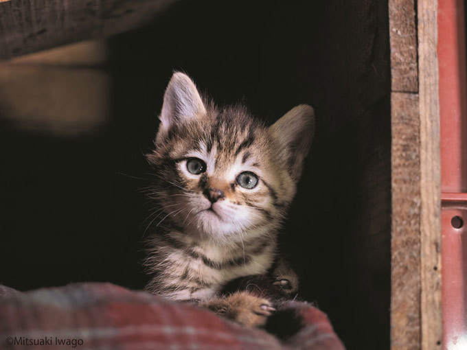 岩合光昭写真展「ふるさとのねこ」渋谷で開催 - 津軽の四季、子ネコたちの物語｜写真3