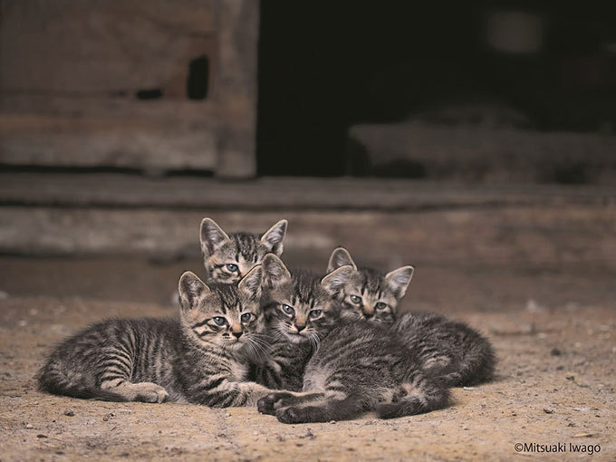 岩合光昭写真展「ふるさとのねこ」渋谷で開催 - 津軽の四季、子ネコたちの物語｜写真6