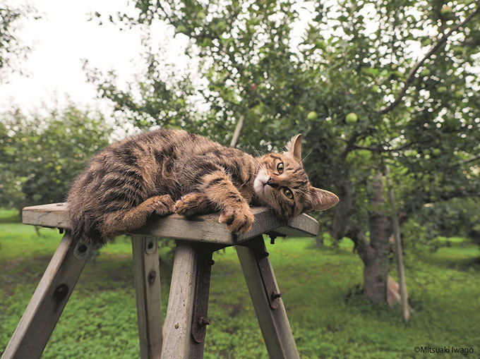 岩合光昭写真展「ふるさとのねこ」渋谷で開催 - 津軽の四季、子ネコたちの物語｜写真7