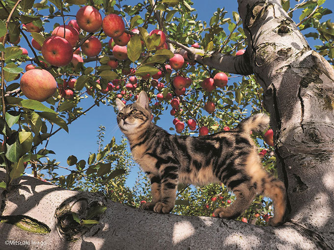 岩合光昭写真展「ふるさとのねこ」渋谷で開催 - 津軽の四季、子ネコたちの物語｜写真8