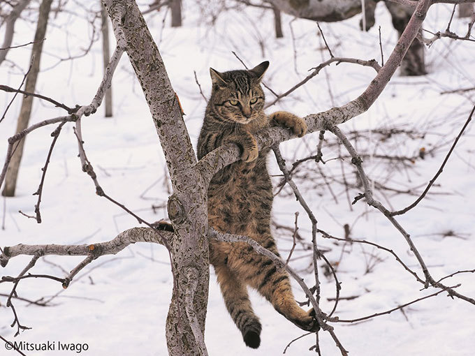 岩合光昭写真展「ふるさとのねこ」渋谷で開催 - 津軽の四季、子ネコたちの物語｜写真9