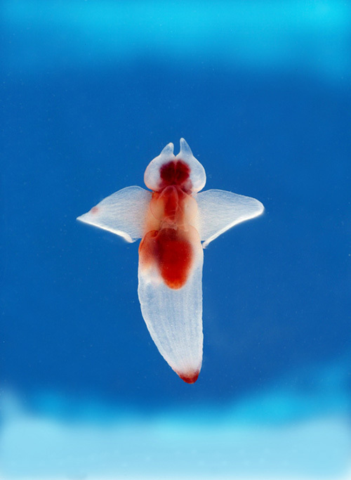 “クリオネ”がやってくる「超・深海展 2015」新宿で開催！映像や標本で深海の魅力を探る｜写真1