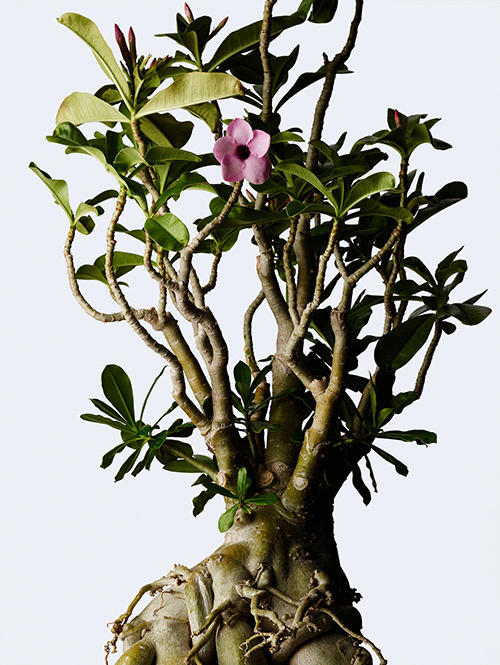 西畠清順の展覧会「ウルトラ植物博覧会」銀座で開催 - 摩訶不思議な植物の世界 | 写真