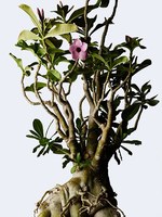 西畠清順の展覧会「ウルトラ植物博覧会」銀座で開催 - 摩訶不思議な植物の世界｜写真2