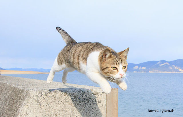 猫モチーフの作品が集結！「ねこ専 2015浅草」開催 - 雑貨、写真、食器など展示販売 | 写真